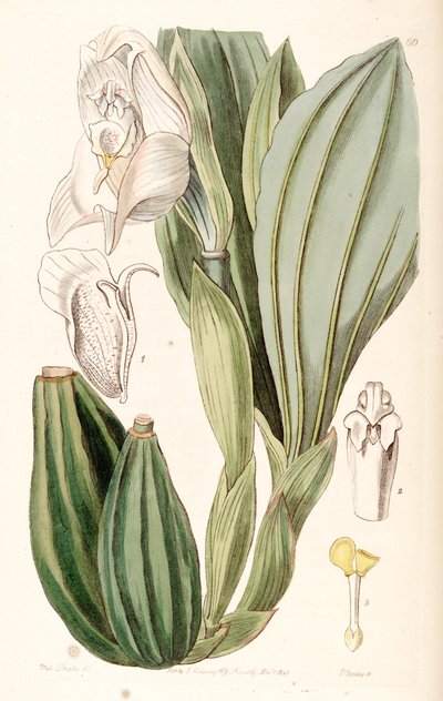 Anguloa uniflora von Miss Drake